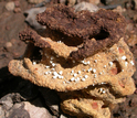 A termite 